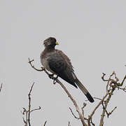 Eastern Plantain-eater