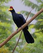 Ross's Turaco