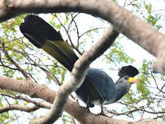 Great Blue Turaco