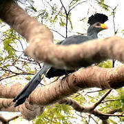 Great Blue Turaco