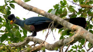 Great Blue Turaco