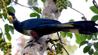 Great Blue Turaco