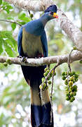 Great Blue Turaco