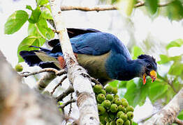 Great Blue Turaco