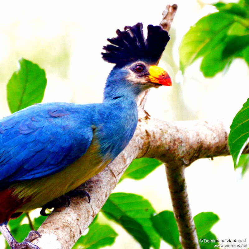 Touraco géant, portrait