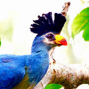 Great Blue Turaco