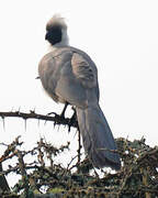 Bare-faced Go-away-bird