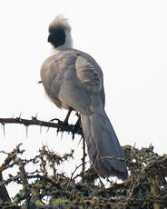 Touraco masqué