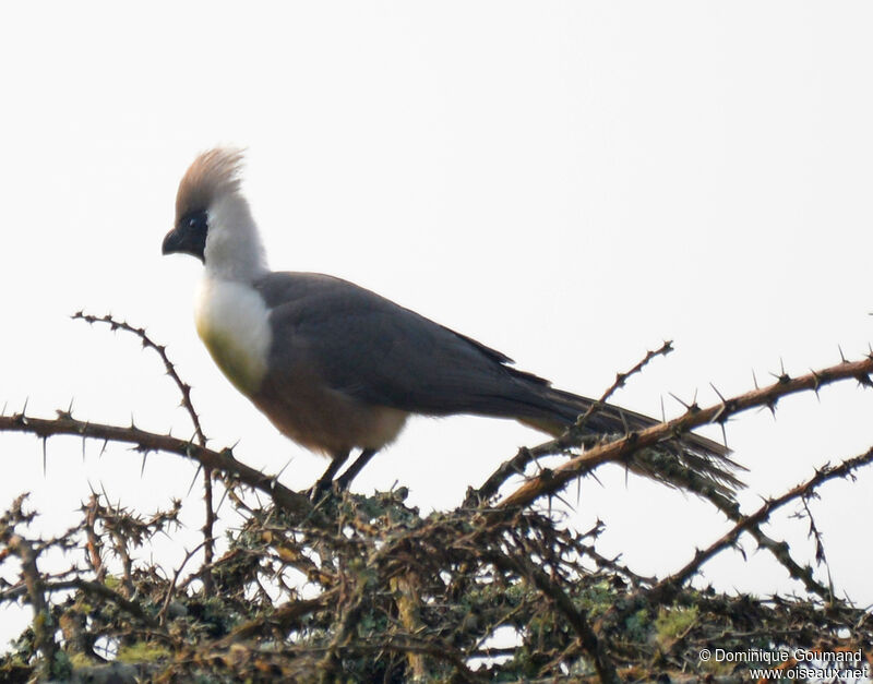 Touraco masquéadulte