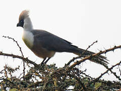 Touraco masqué