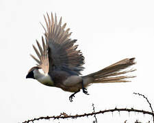 Bare-faced Go-away-bird