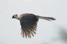 Bare-faced Go-away-bird