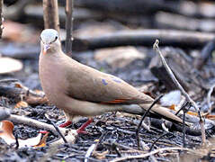 Blue-spotted Wood Dove