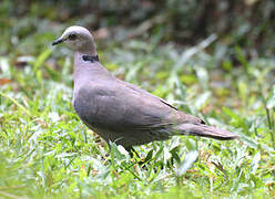 Red-eyed Dove