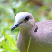 Red-eyed Dove