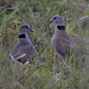 Ring-necked Dove