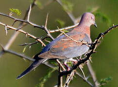 Laughing Dove