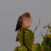 Laughing Dove