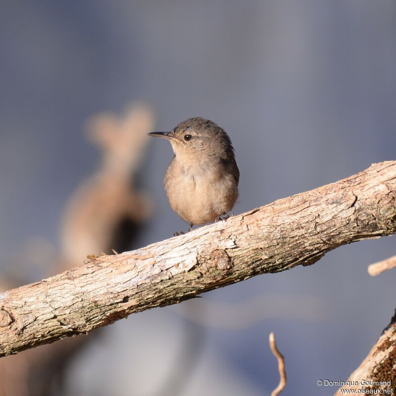 Southern House Wrenadult