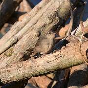 Southern House Wren