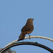 Southern House Wren