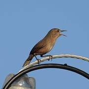 Southern House Wren