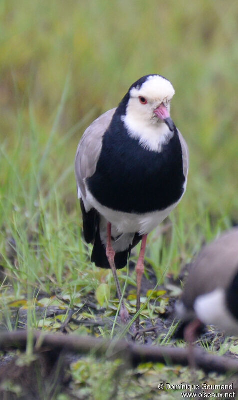 Vanneau à ailes blanchesadulte