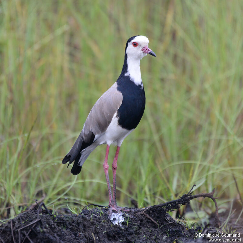 Vanneau à ailes blanchesadulte