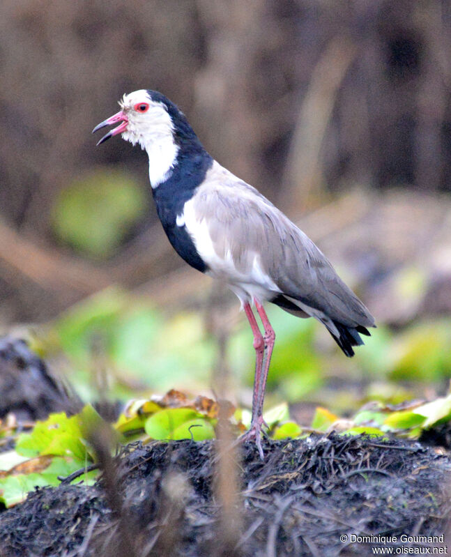 Vanneau à ailes blanchesadulte