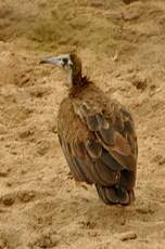 Vautour charognard