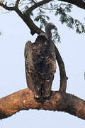 Rüppell's Vulture