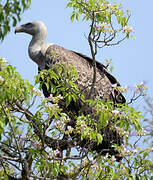 Rüppell's Vulture