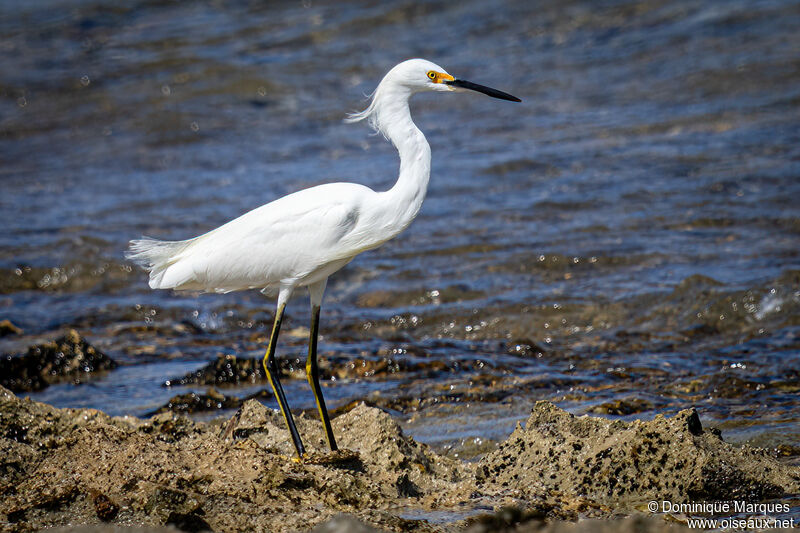 Aigrette neigeuseadulte internuptial, identification