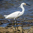 Aigrette neigeuse