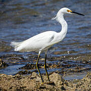 Snowy Egret