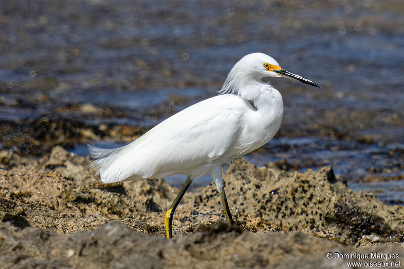 Snowy Egretadult post breeding, identification, walking