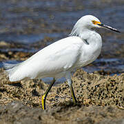 Snowy Egret