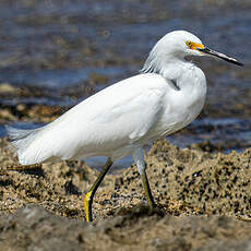 Aigrette neigeuse