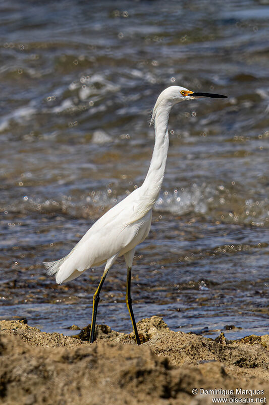 Snowy Egretadult post breeding