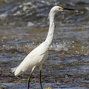 Snowy Egret