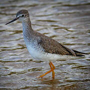 Lesser Yellowlegs