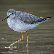 Lesser Yellowlegs