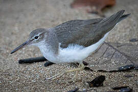 Spotted Sandpiper