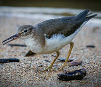 Spotted Sandpiper