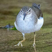 Spotted Sandpiper