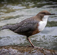 White-throated Dipper