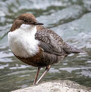 White-throated Dipper