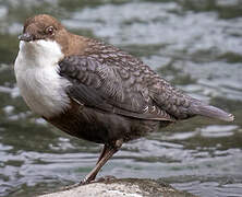 White-throated Dipper