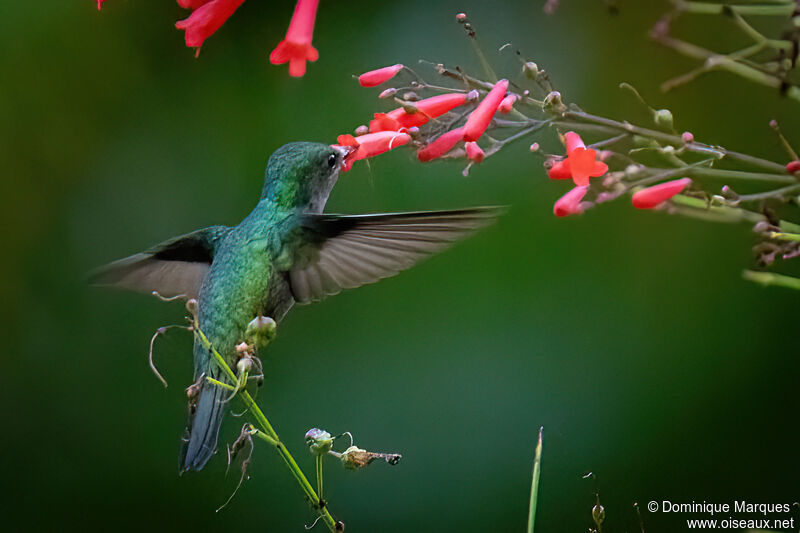 Antillean Crested Hummingbird female adult