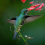 Antillean Crested Hummingbird